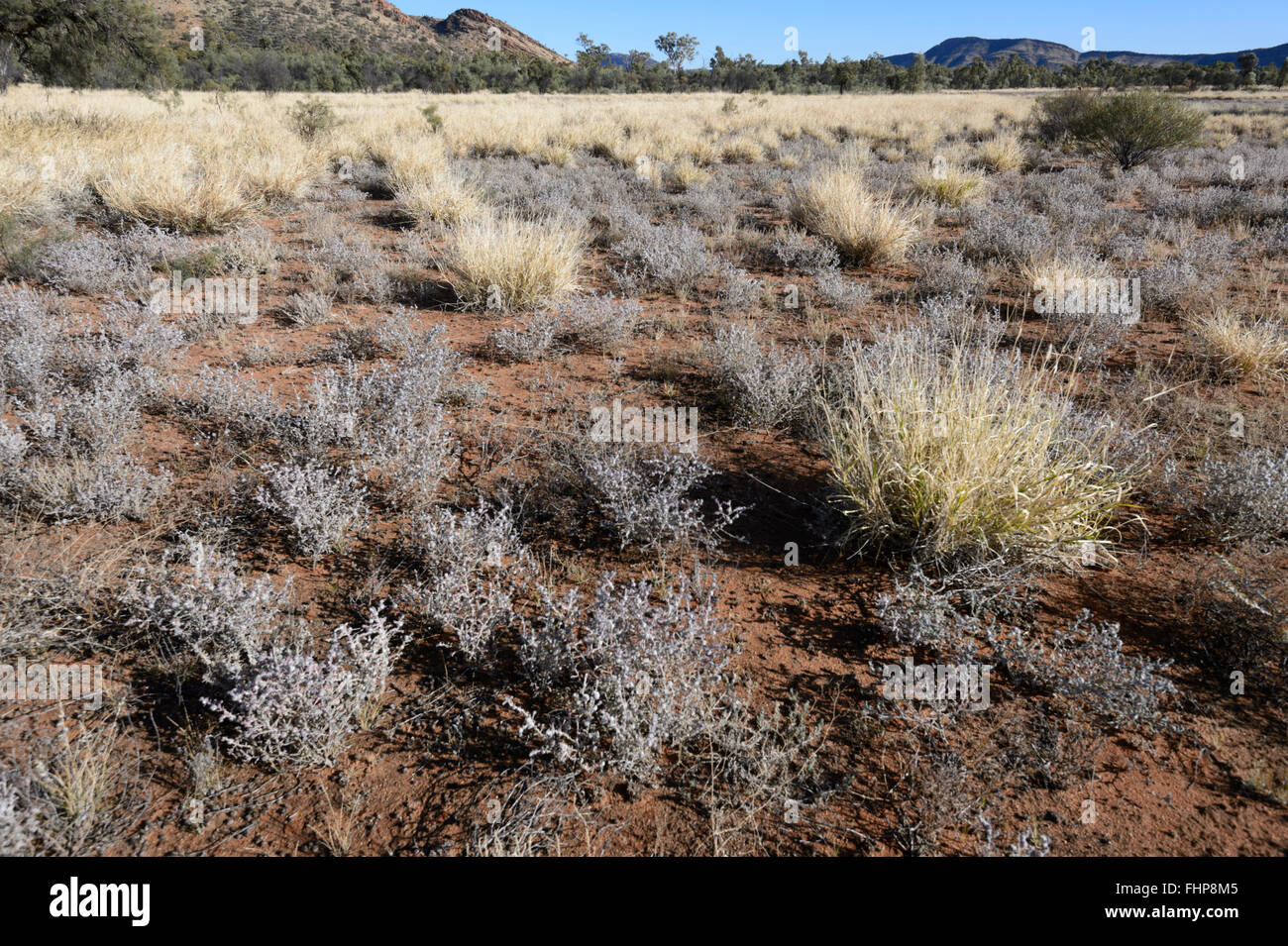 Saltbush, Larapinta Drive, West MacDonnell Ranges, Northern Territory