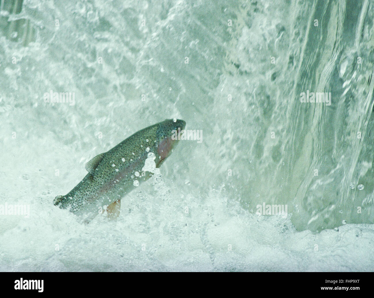 rainbow trout leaping into a waterfall during the spawning run on a sun river tributary, montana Stock Photo