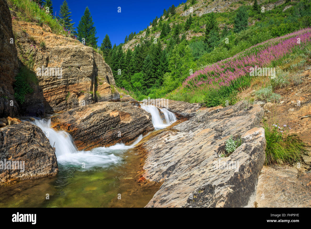 straight creek cascading below a meadow of fireweed in the upper fish ...