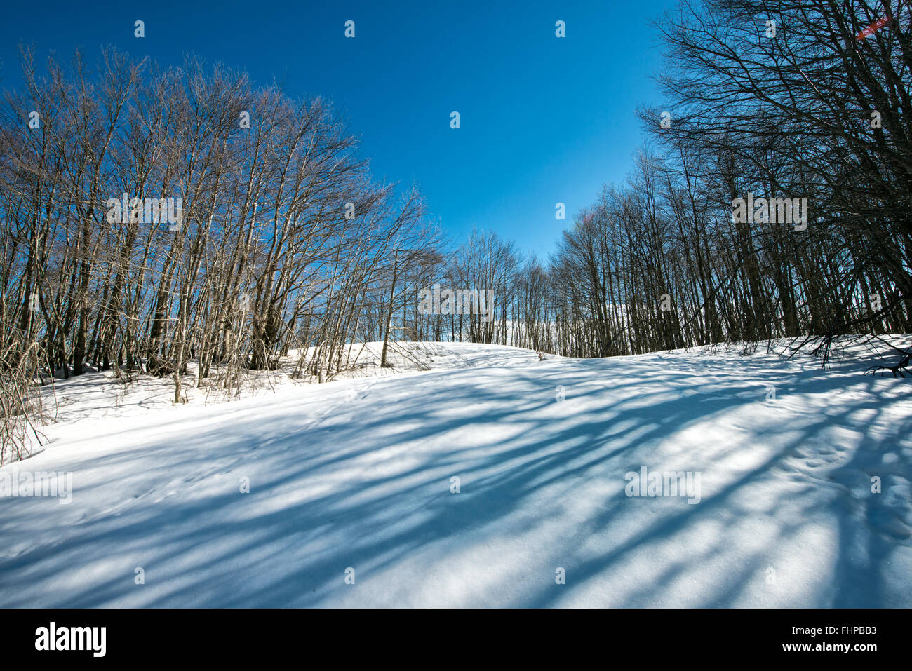 snow-covered trees with blue sky Stock Photo - Alamy