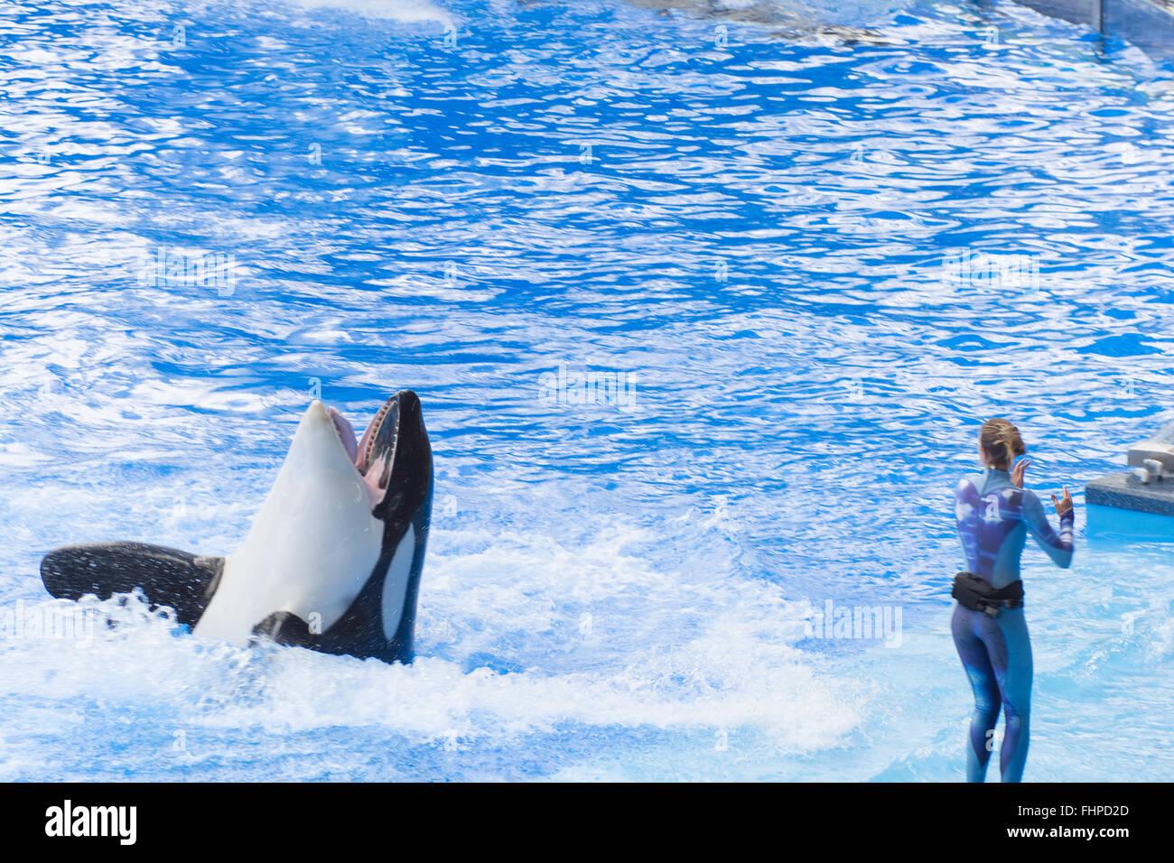 Orca Killer whales at Sea World Orlando Florida captive orca Stock Photo