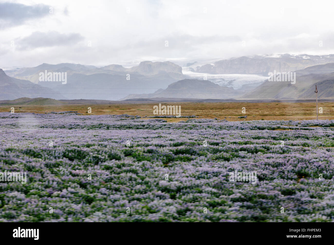 View of a field glaciers and lupin flowers on a roadtrip through Iceland on a rainy day. Stock Photo