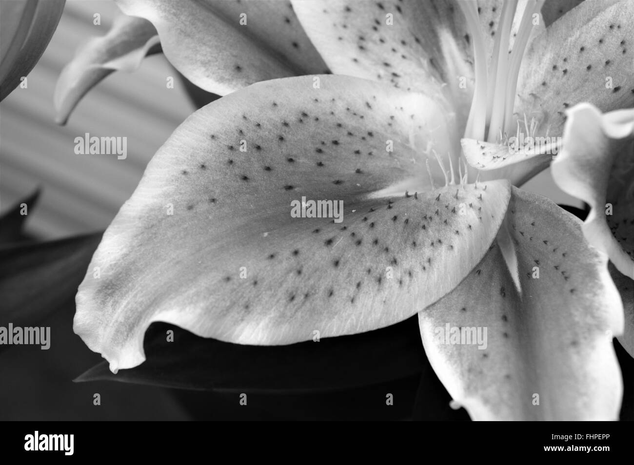 Lily flower Black and White Stock Photos & Images - Alamy