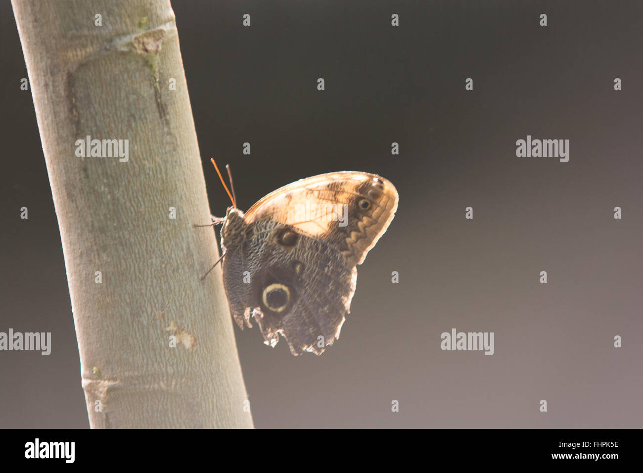 Butterfly moth insect Stock Photo