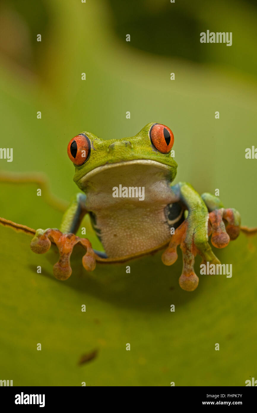 Red-eyed treefrog, Costa Rica Stock Photo
