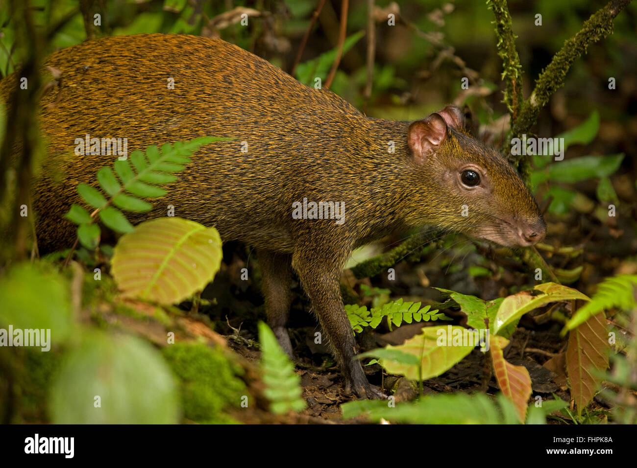 Central American agouti (Dasyprocta punctata) , Costa Rica, Guanacaste National Park Stock Photo