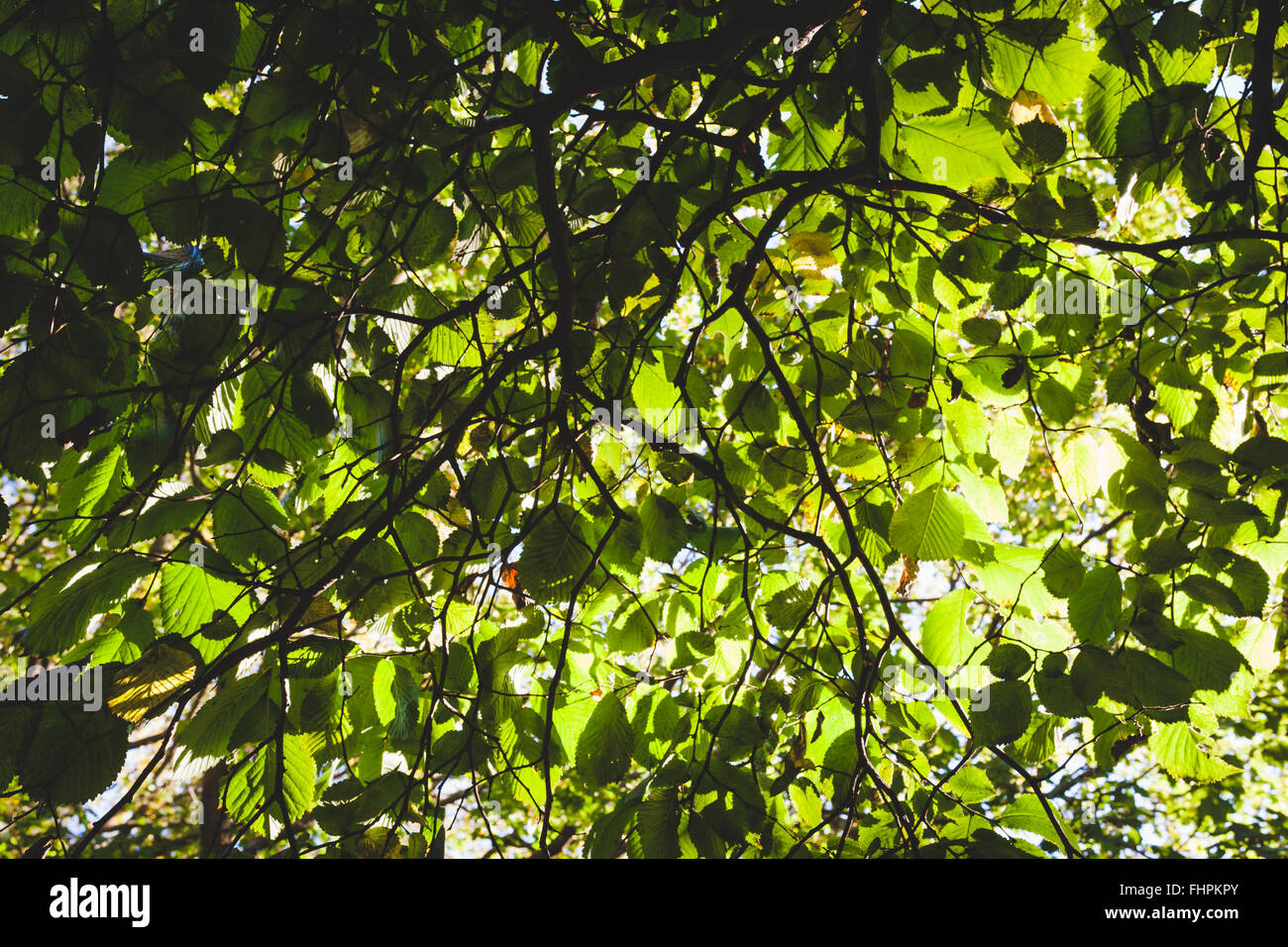 Green foliage backlit background Stock Photo - Alamy