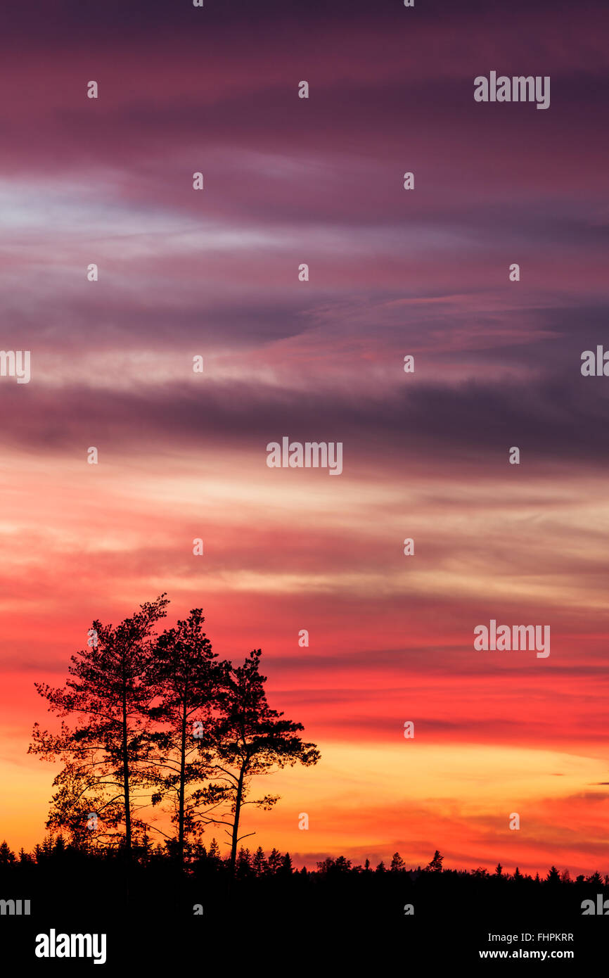 Tree silhouette and beautiful vibrant sunset clouds Stock Photo - Alamy