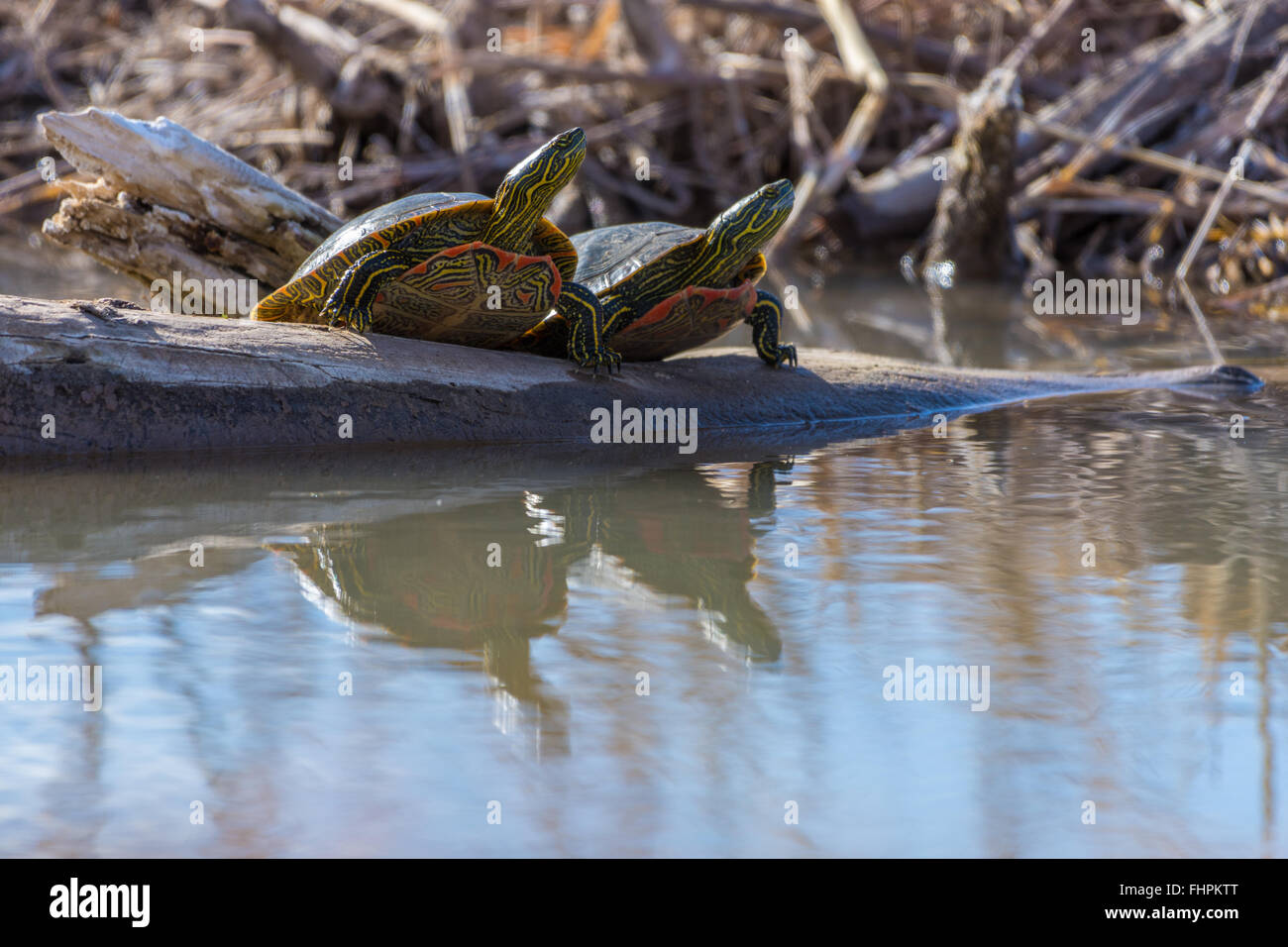 Western Painted Turtle, (Chrysemys picta belli), basking at Bosque del Apache National Wildlife Refuge, New Mexico, USA. Stock Photo