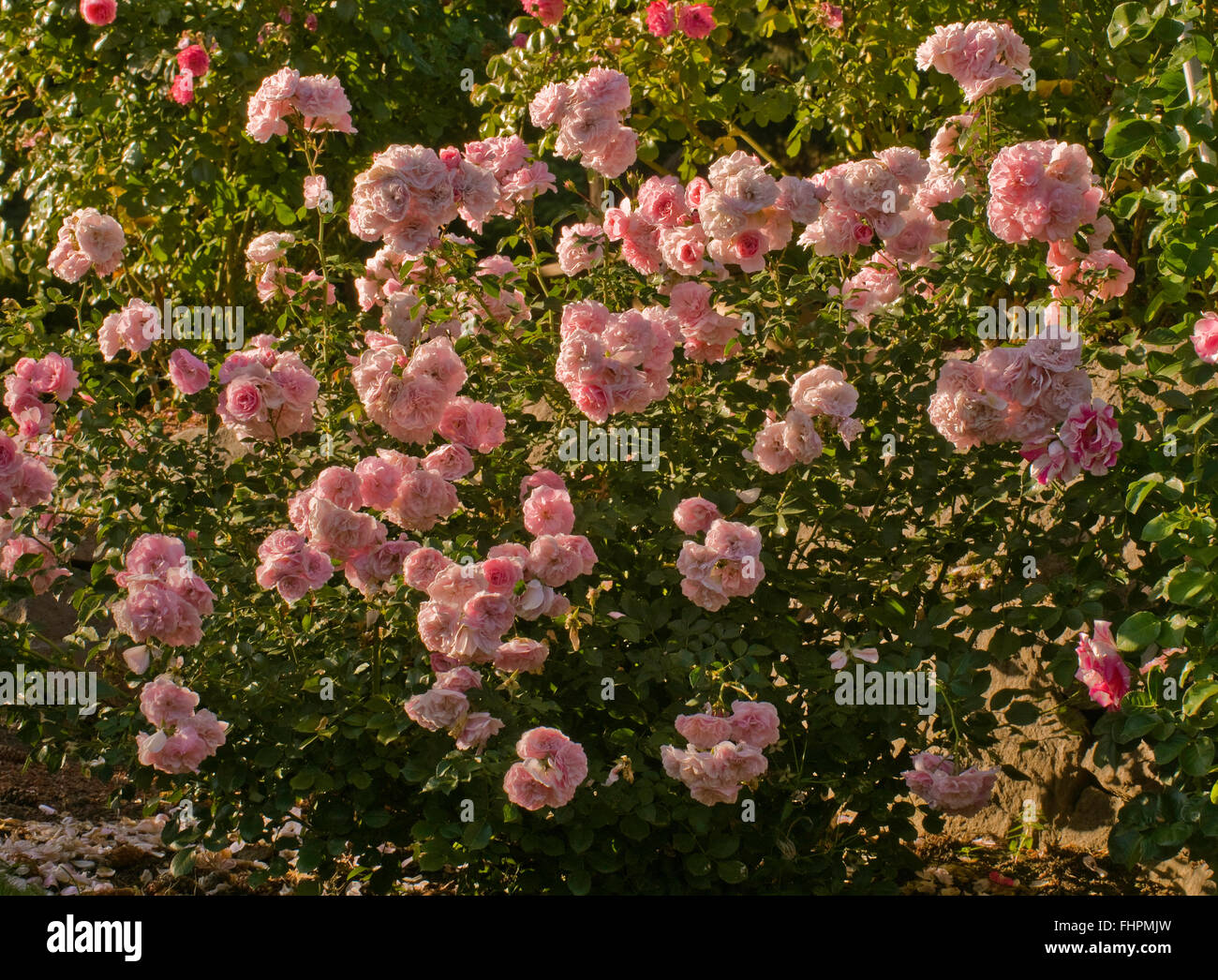 Shrub, BONICA,  pink, clusters, Meilland, Floribunda, Stock Photo