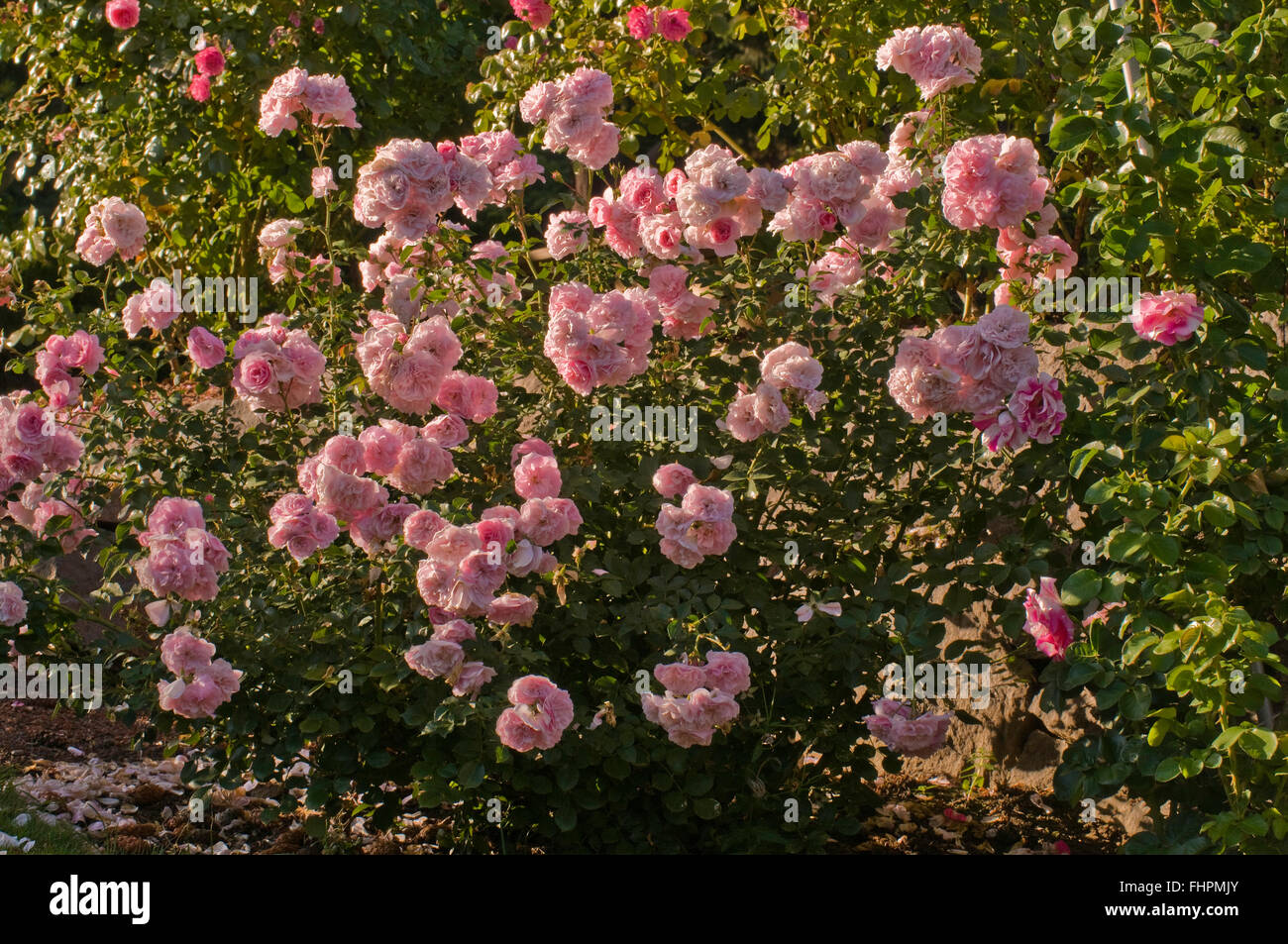 Shrub, BONICA,  pink, clusters, Meilland, Floribunda, Stock Photo