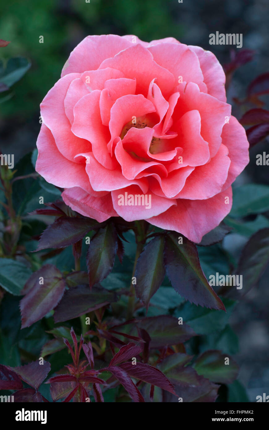 Candelabra plant hires stock photography and images Alamy