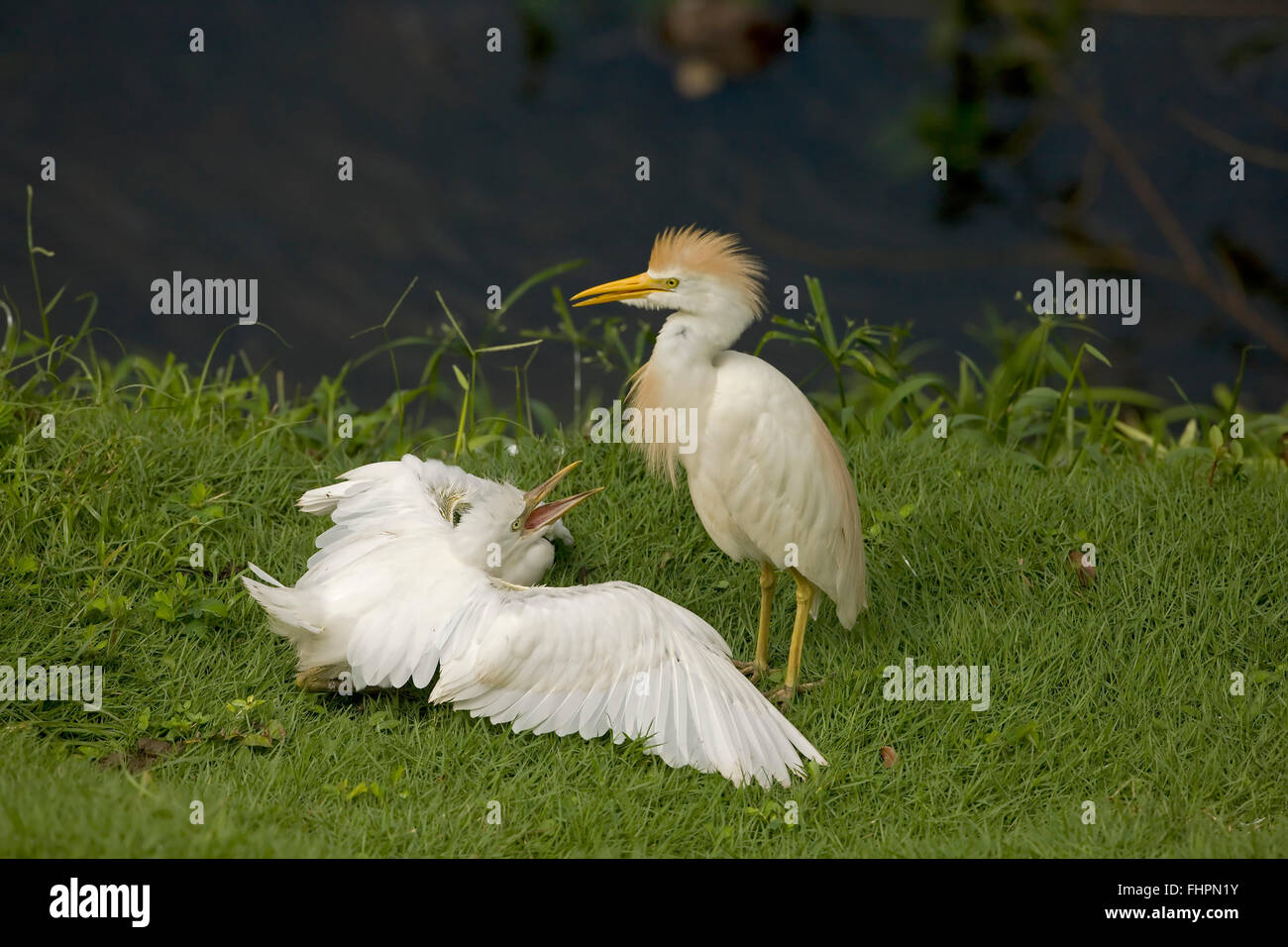 cattle egret (Bubulcus ibis), Costa Rica Stock Photo