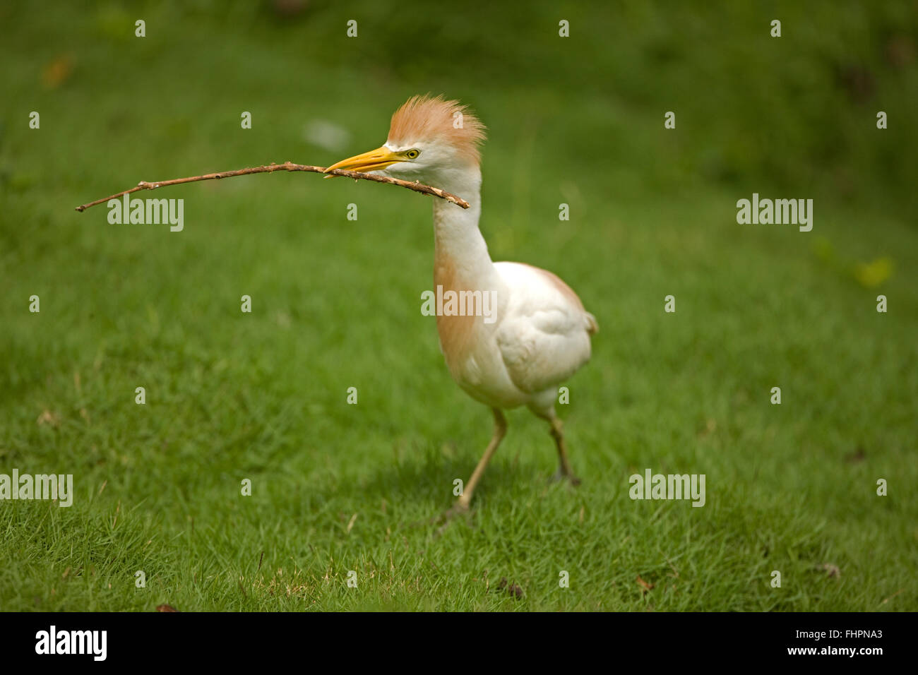 cattle egret (Bubulcus ibis), bringing nesting material to nest in colony, Costa Rica Stock Photo