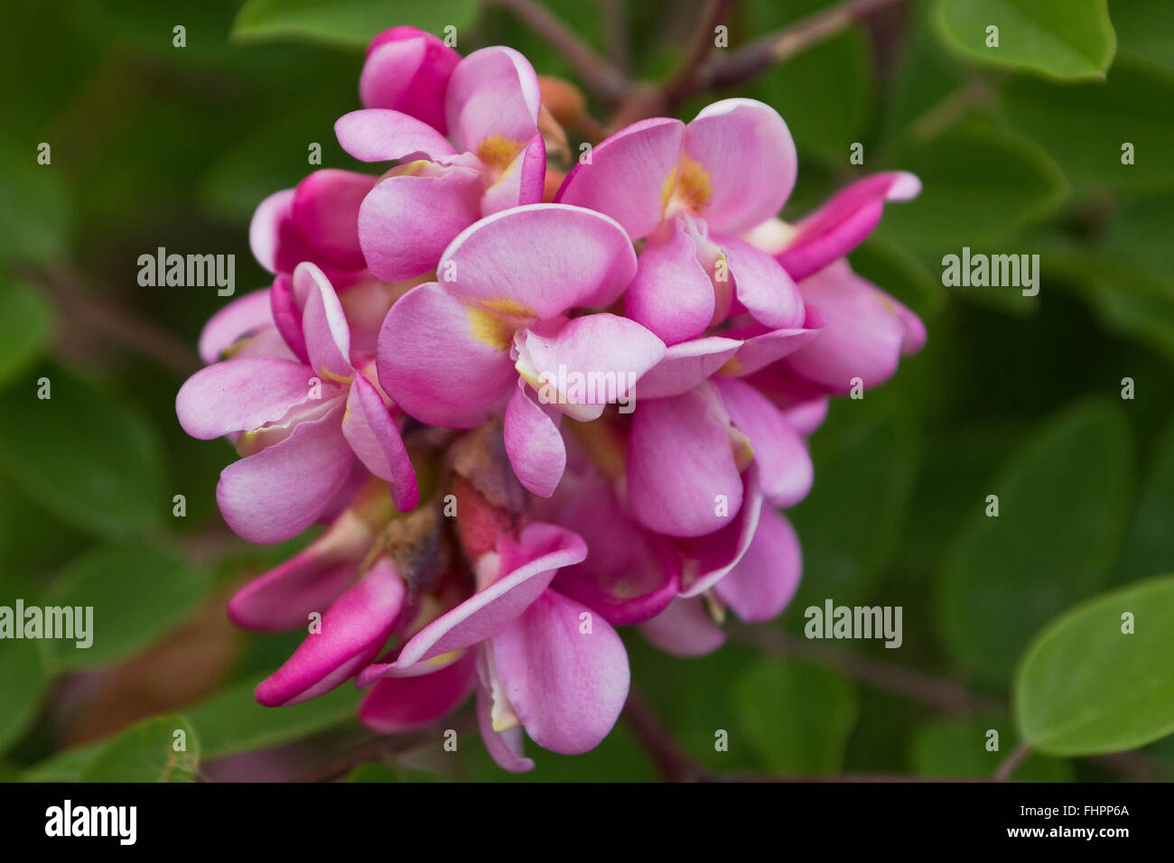 Closeup view of a bunch of Bristly Locust flowers ( Robinia hispida). Other names: Rose Acacia, Moss Locust. Stock Photo