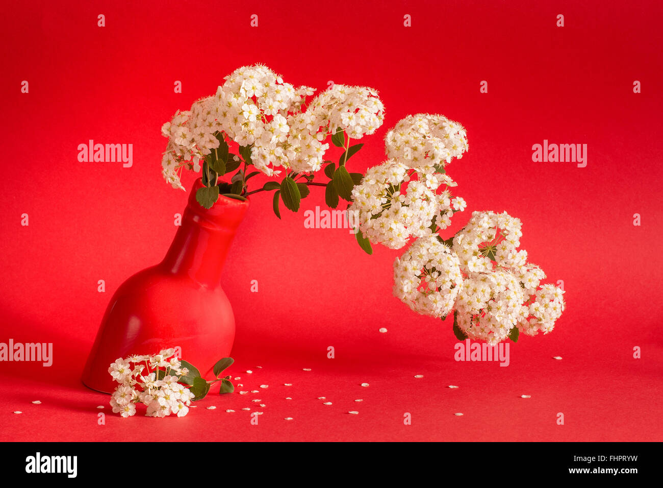 Elegant floral still life of a bunch of white Bridal wreath spirea flowers in a  red bottle shaped vase on  red background. Frontal horizontal view. Stock Photo