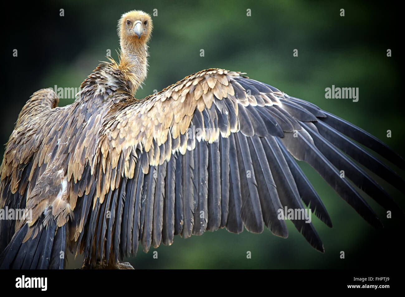 Griffon vultures, gyps fulvus, spread wings, looking Stock Photo