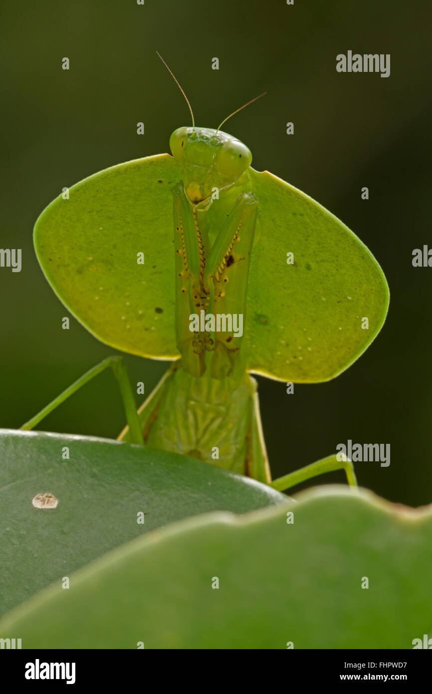 Hooded mantis, (Choeradodis spp.), Costa Rica, Tropical rainforest Stock Photo