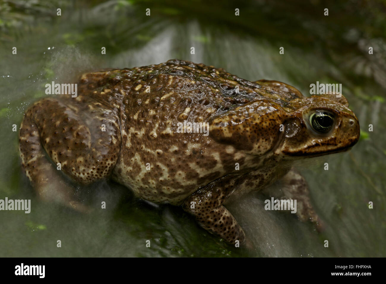 Marine toad, Bufo marinus, Costa Rica Stock Photo