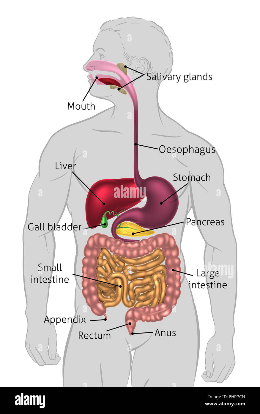 The human digestive system, digestive tract or alimentary canal with