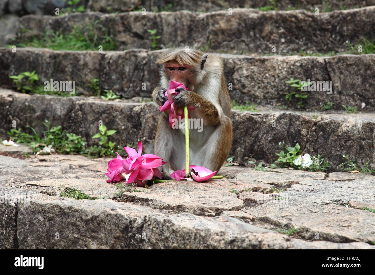 Monkey eating a flower Stock Photo Alamy