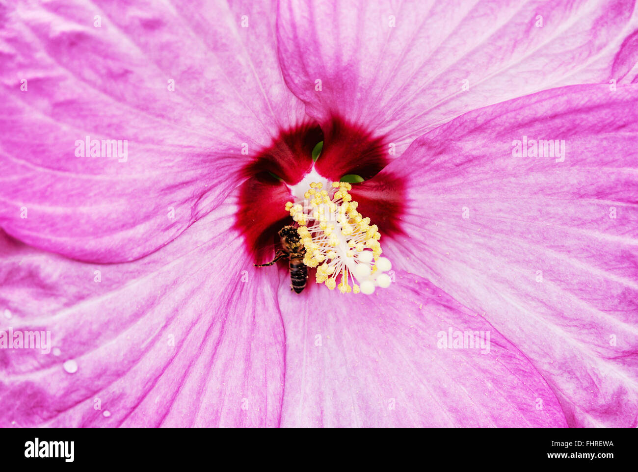 Background of beautiful pink hibiscus with honey bee by pollination