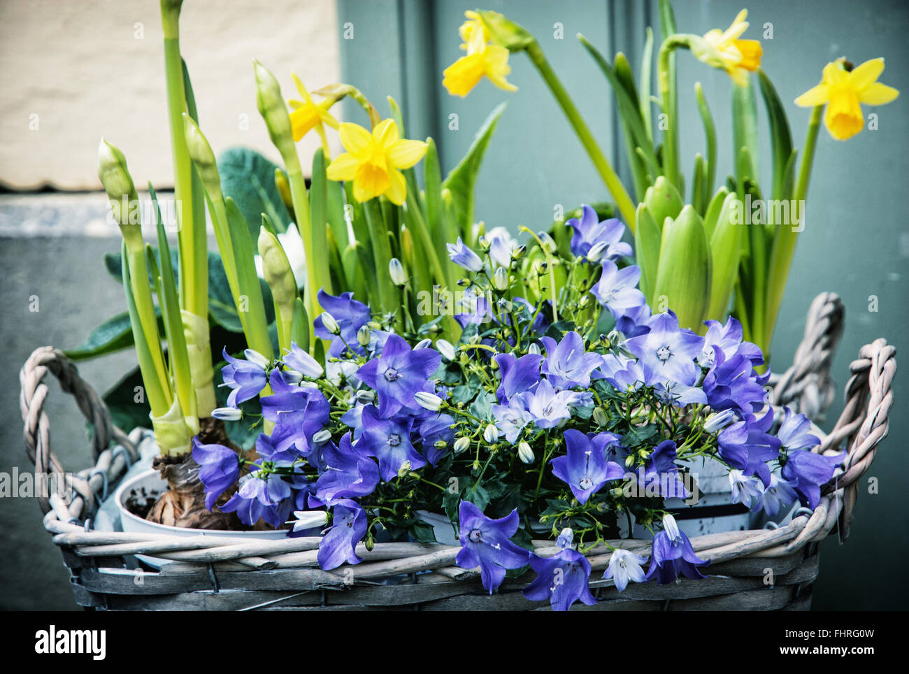 Bluebells and yellow daffodils in the wicker basket. Symbol of spring. Gardening theme. Natural decoration. Stock Photo