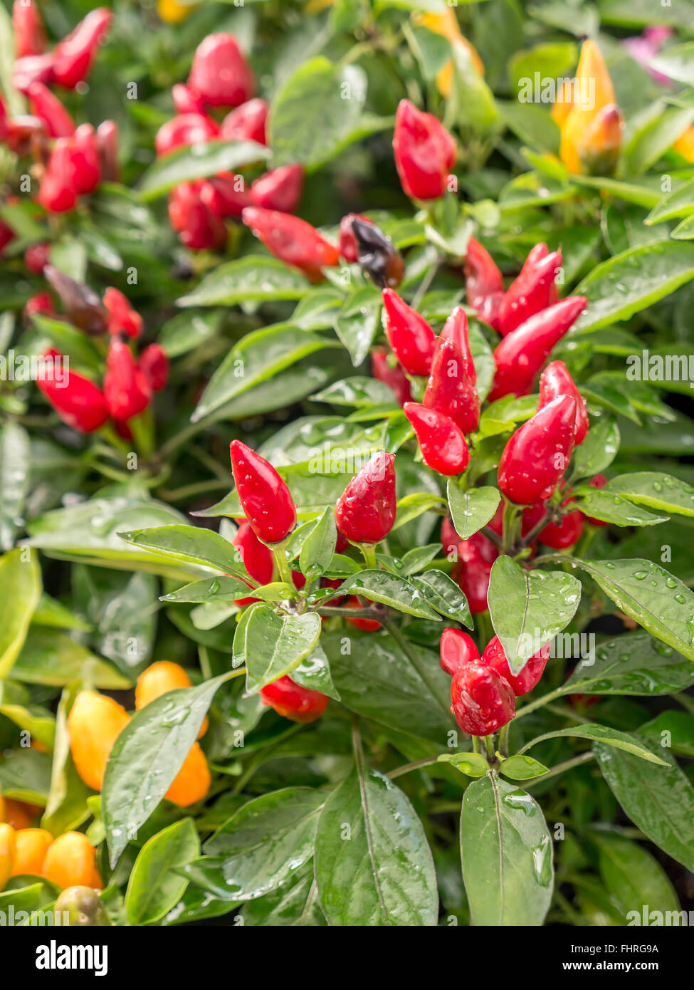 Cultivated yellow and red pepper growing on shrub Stock Photo
