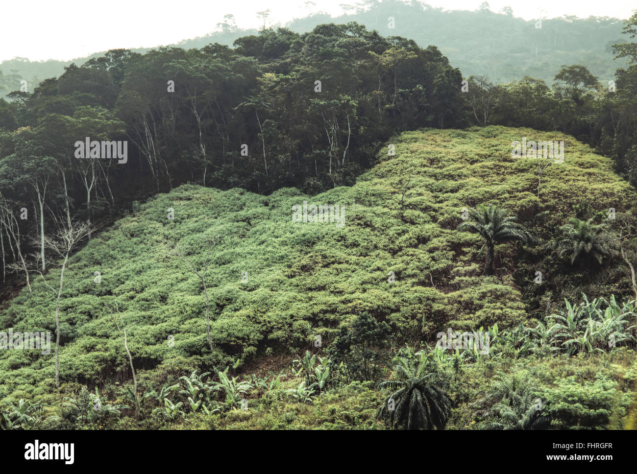 Ghana forest timber hi-res stock photography and images - Alamy