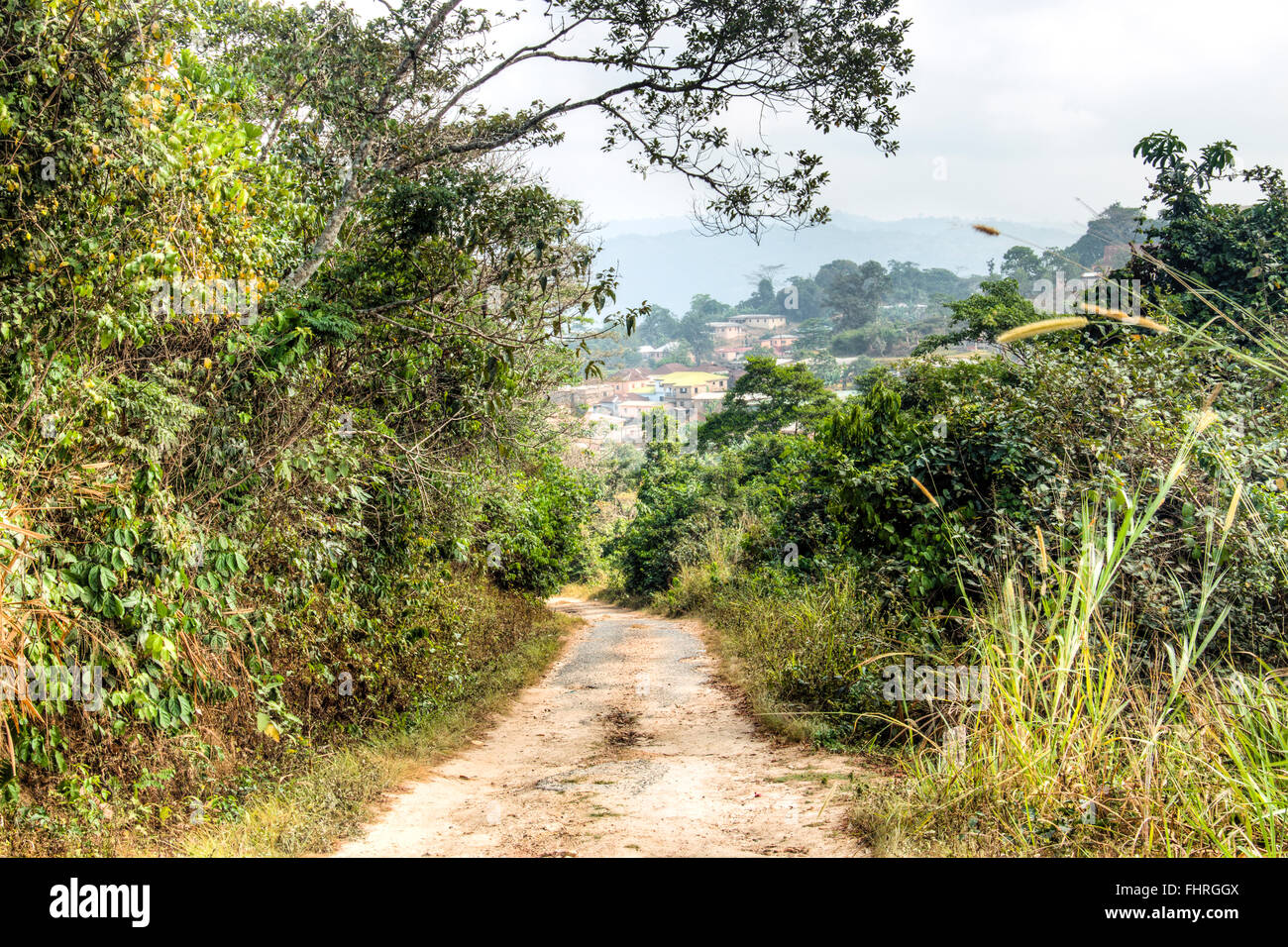 Ghana forest timber hi-res stock photography and images - Alamy