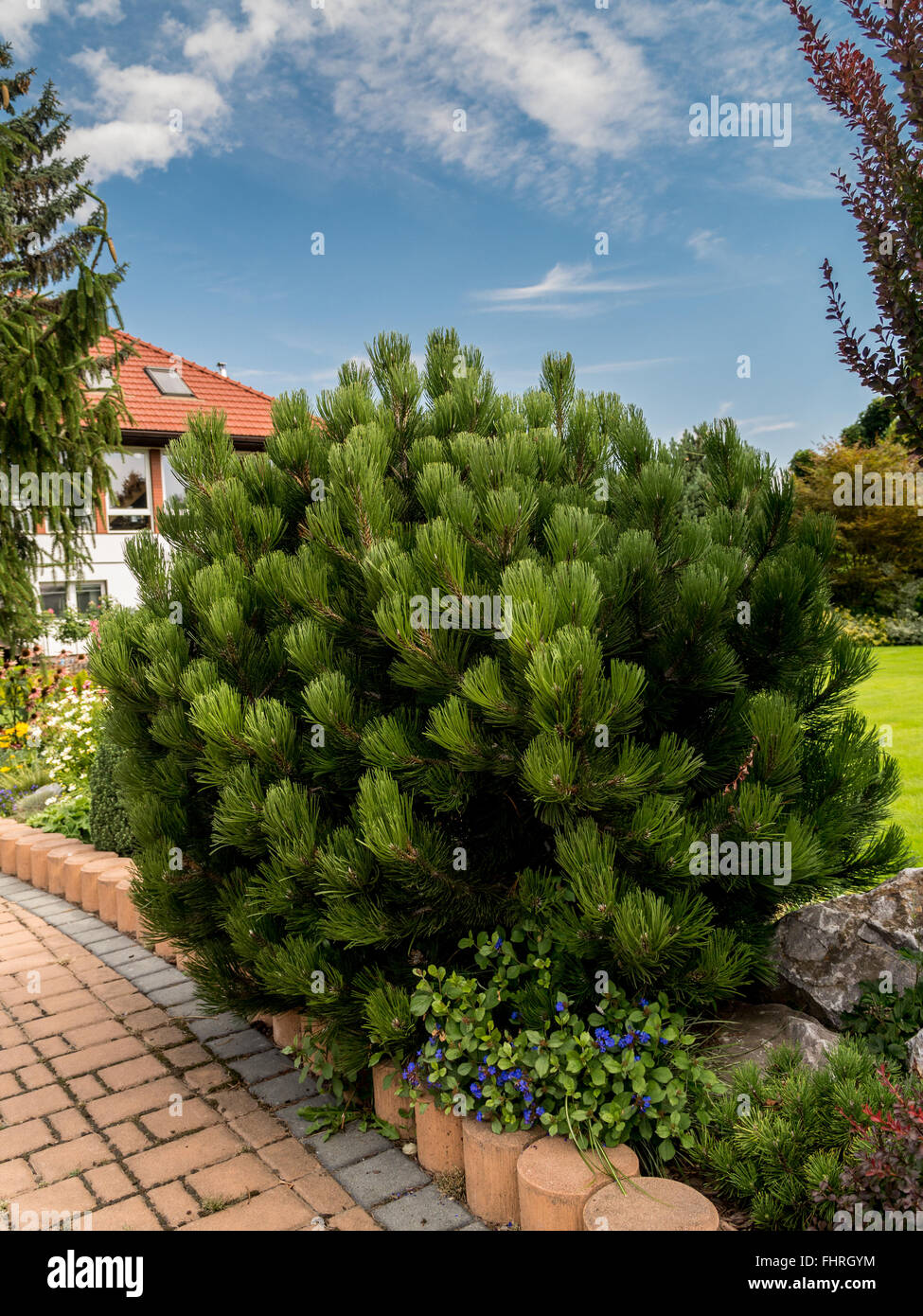 Beautiful golden pine growing in the House garden Stock Photo