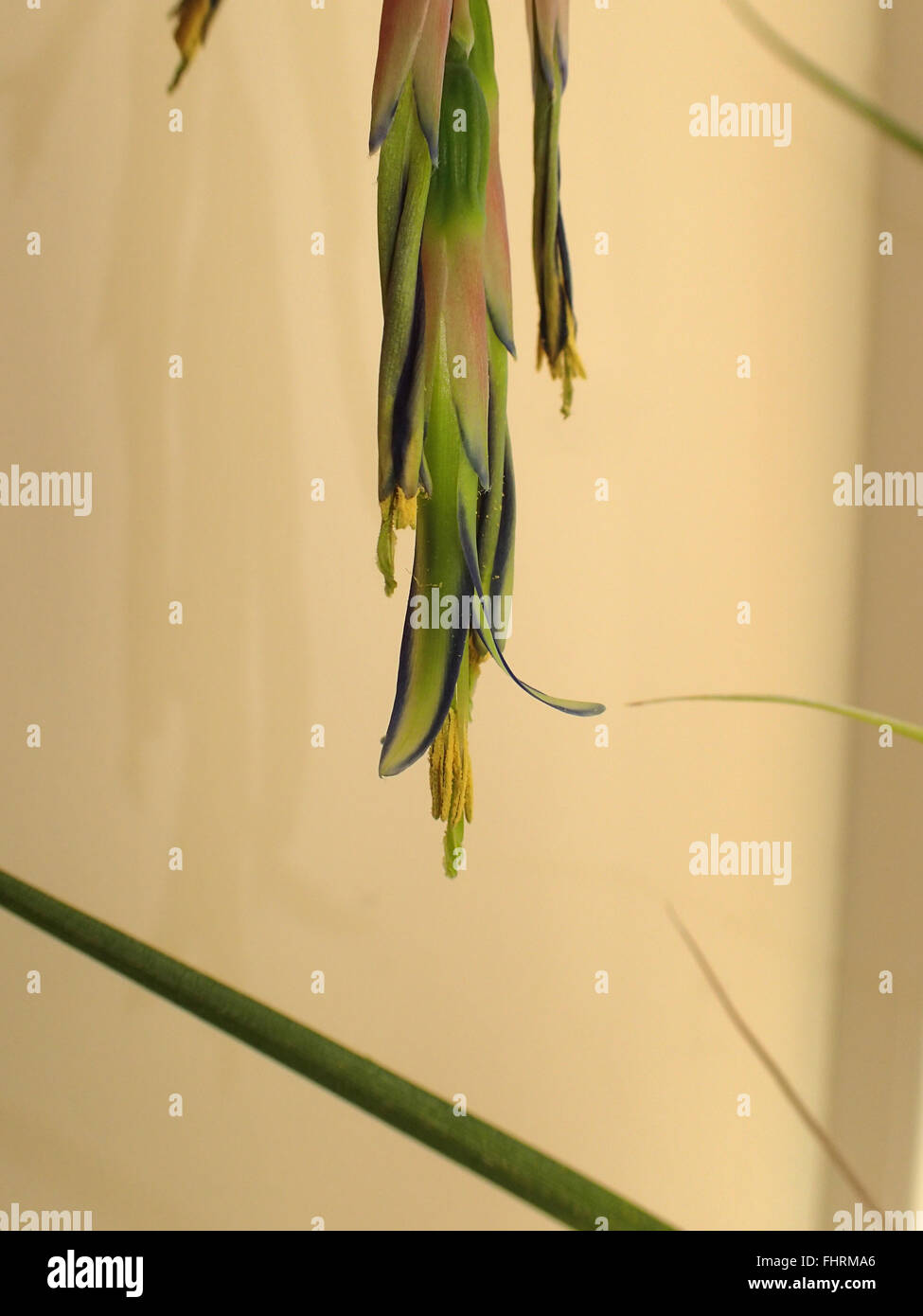 Close up of queen's tears (Billbergia nutans) flowers against a cream wall Stock Photo