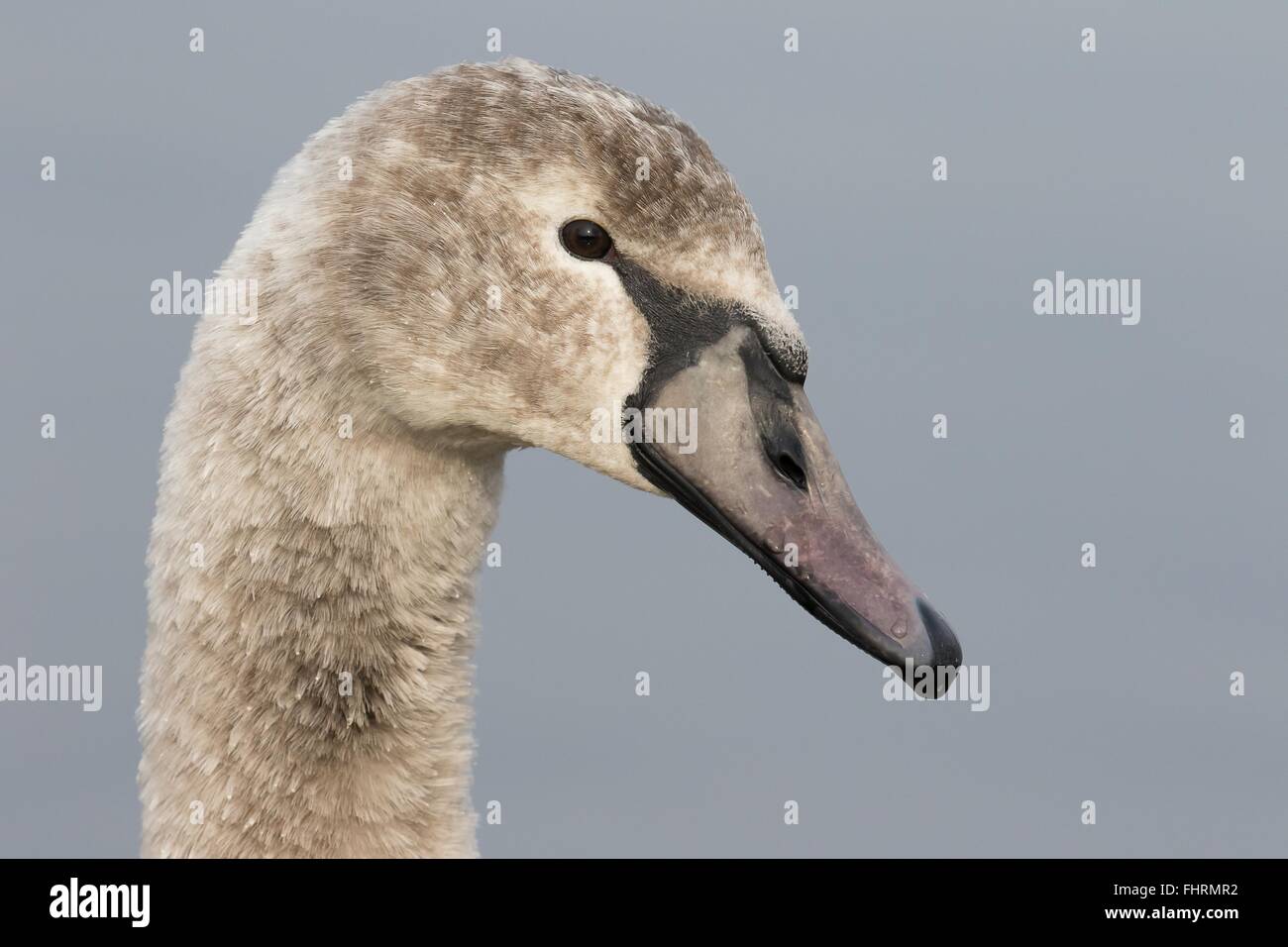 Mute swan cygnet (Cygnus olor), Portrait, Hesse, Germany Stock Photo