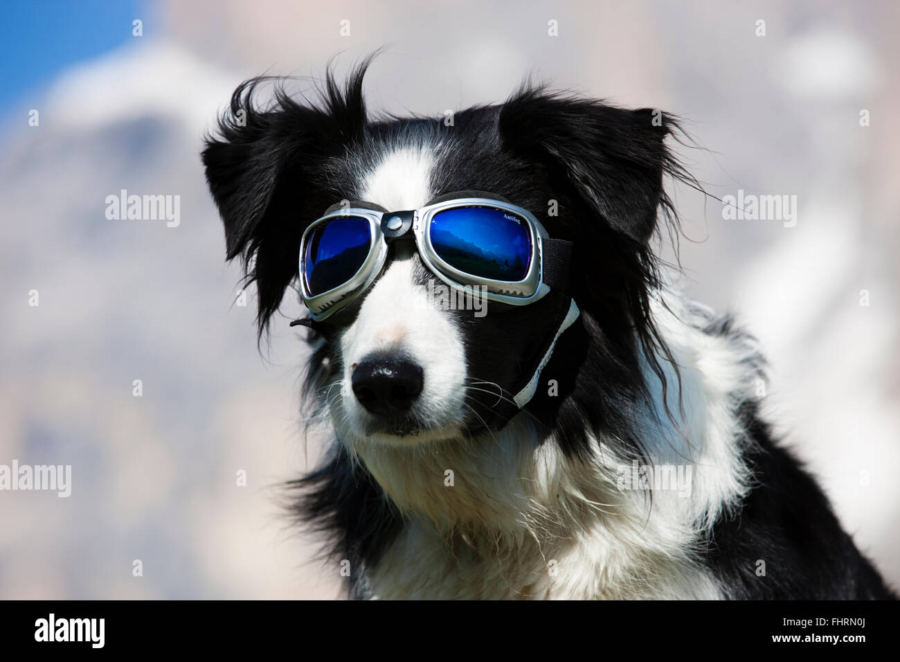 Border Collie, black and white, portrait with snow goggles Stock Photo