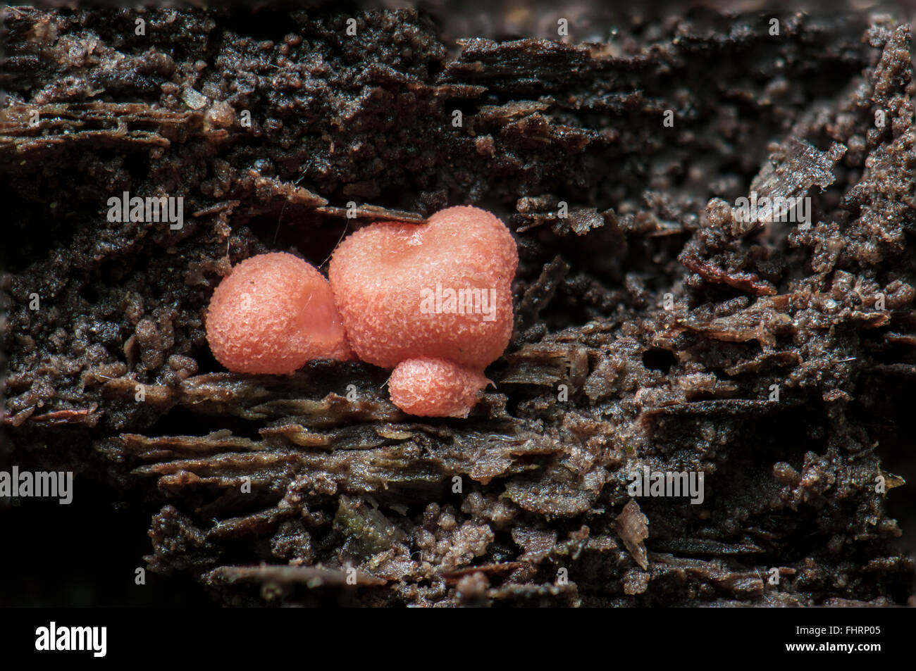 Wolf's milk (Lycogala epidendrum) on dead wood, inedible, Mönchbruch Nature Reserve, Rüsselsheim, Hesse, Germany Stock Photo