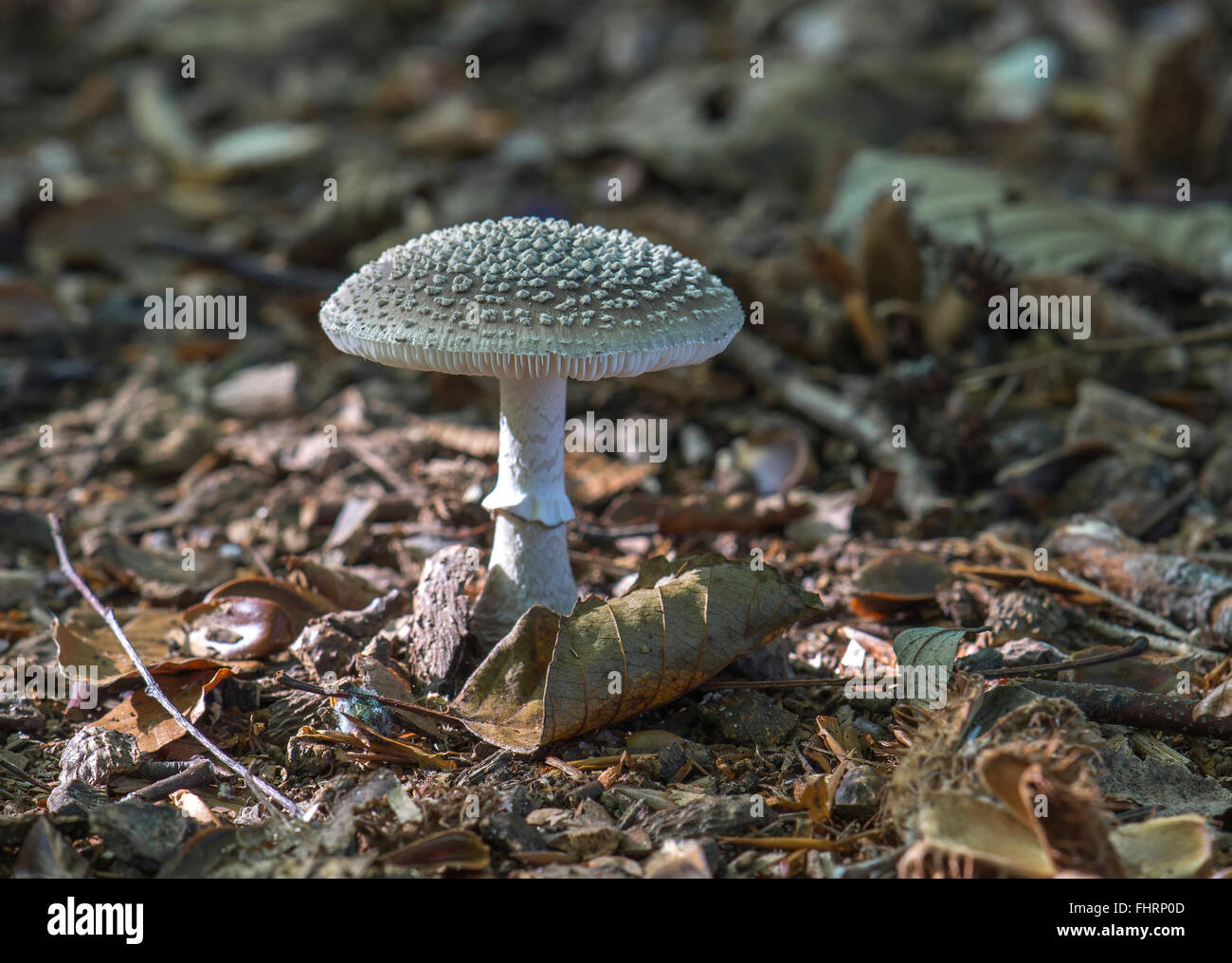 Panther cap (Amanita pantherina), very toxic, deadly, Mönchbruch forest, Rüsselsheim, Hesse, Germany Stock Photo
