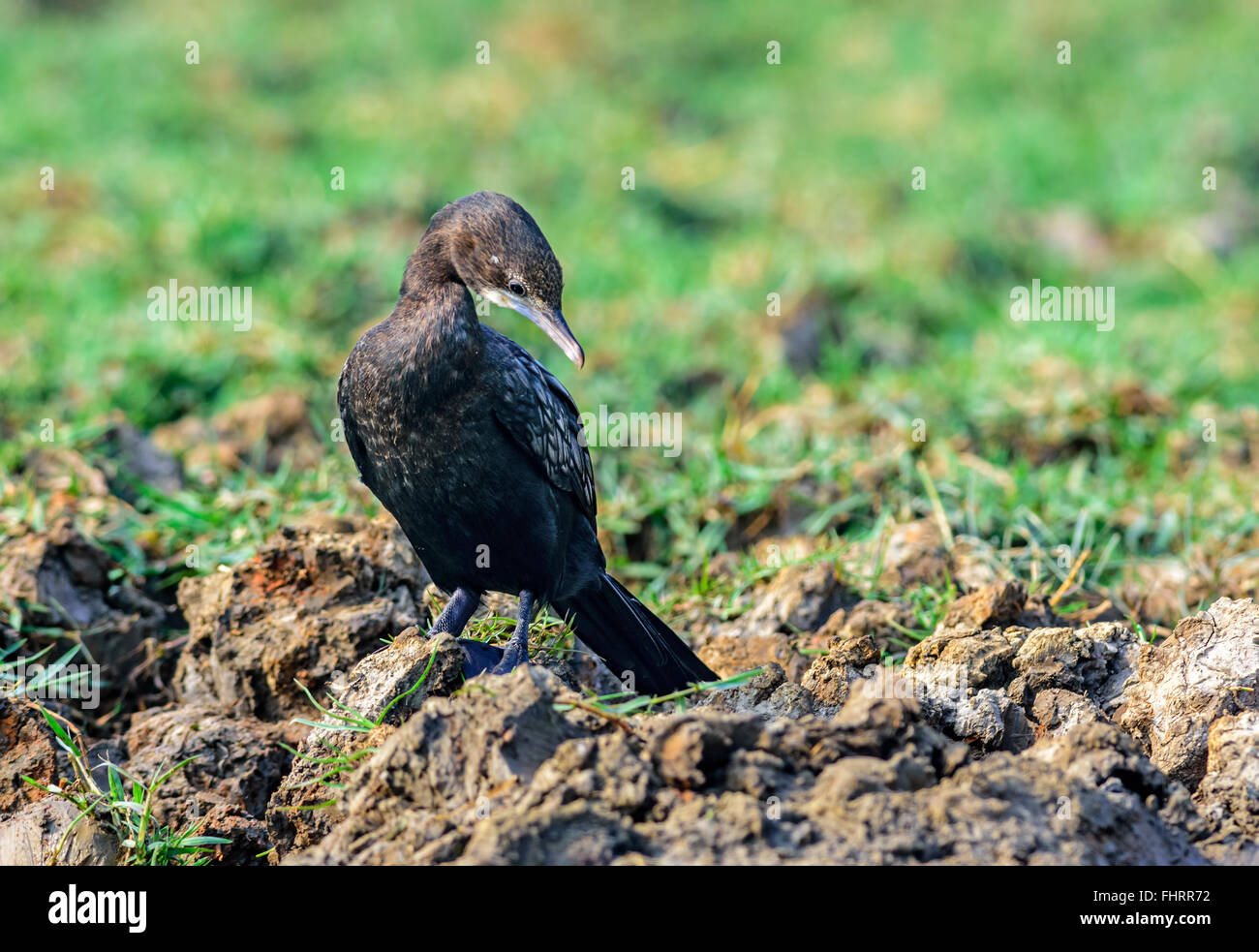 Bird, Cormorant, Little Cormorant, Microcarbo niger, by water edge ...