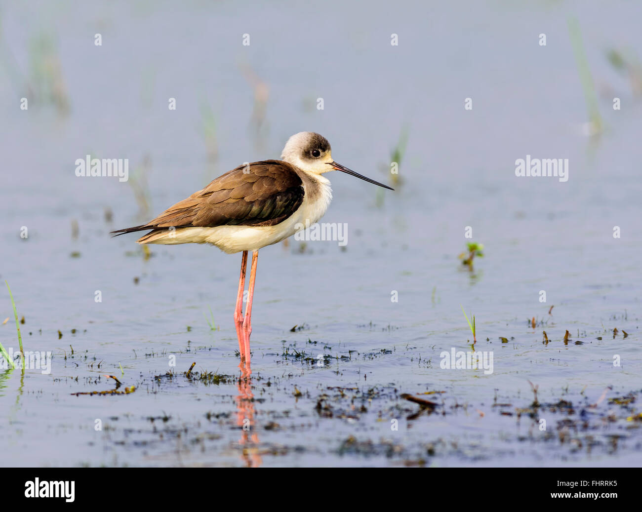 Bird, Blackwinged Stilt, Himantopus himantopus feeding in water with