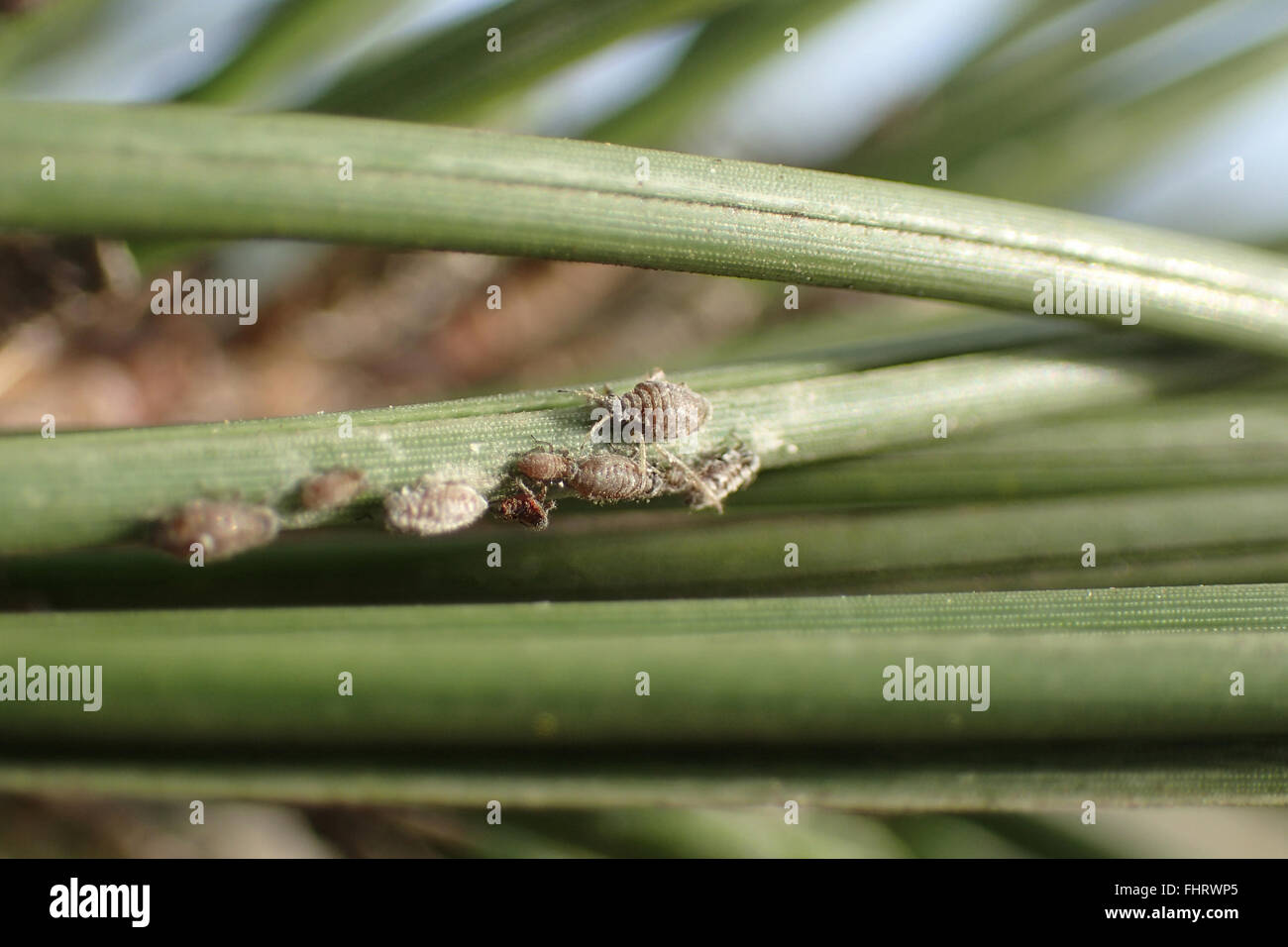 Close up of grey waxy pine needle aphids (Schizolachnus pineti) on Austrian pine needle (Pinus nigra) Stock Photo