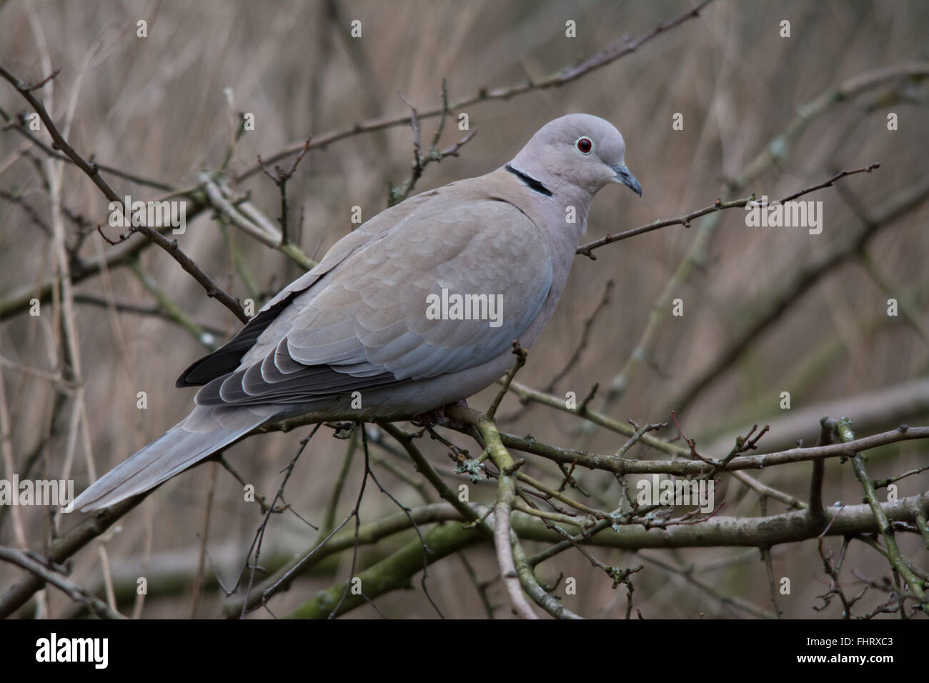 Collared dove (Streptopelia decaocto) at Blashford Lakes in Hampshire, England, UK Stock Photo
