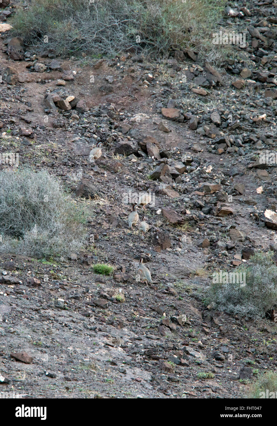 A group of Barbary Partridge, (Alectoris barbara) climbing a rocky slope, Fuertaventura, Canary Islands, Spain. Stock Photo