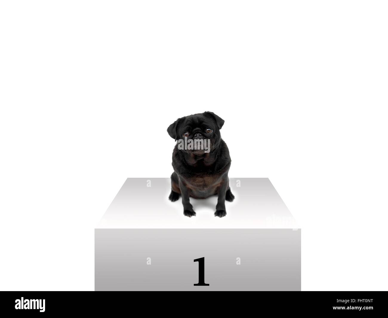 A black pug sitting on a podium Stock Photo