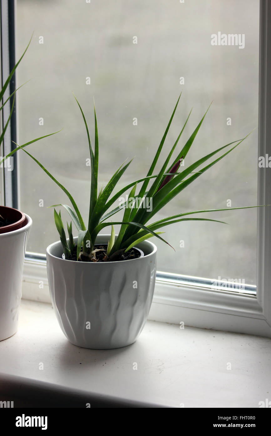 Queen's tears (Billbergia nutans) plant in a white ceramic pot on a windowsill, with unopened flower spike & two small plantlets Stock Photo