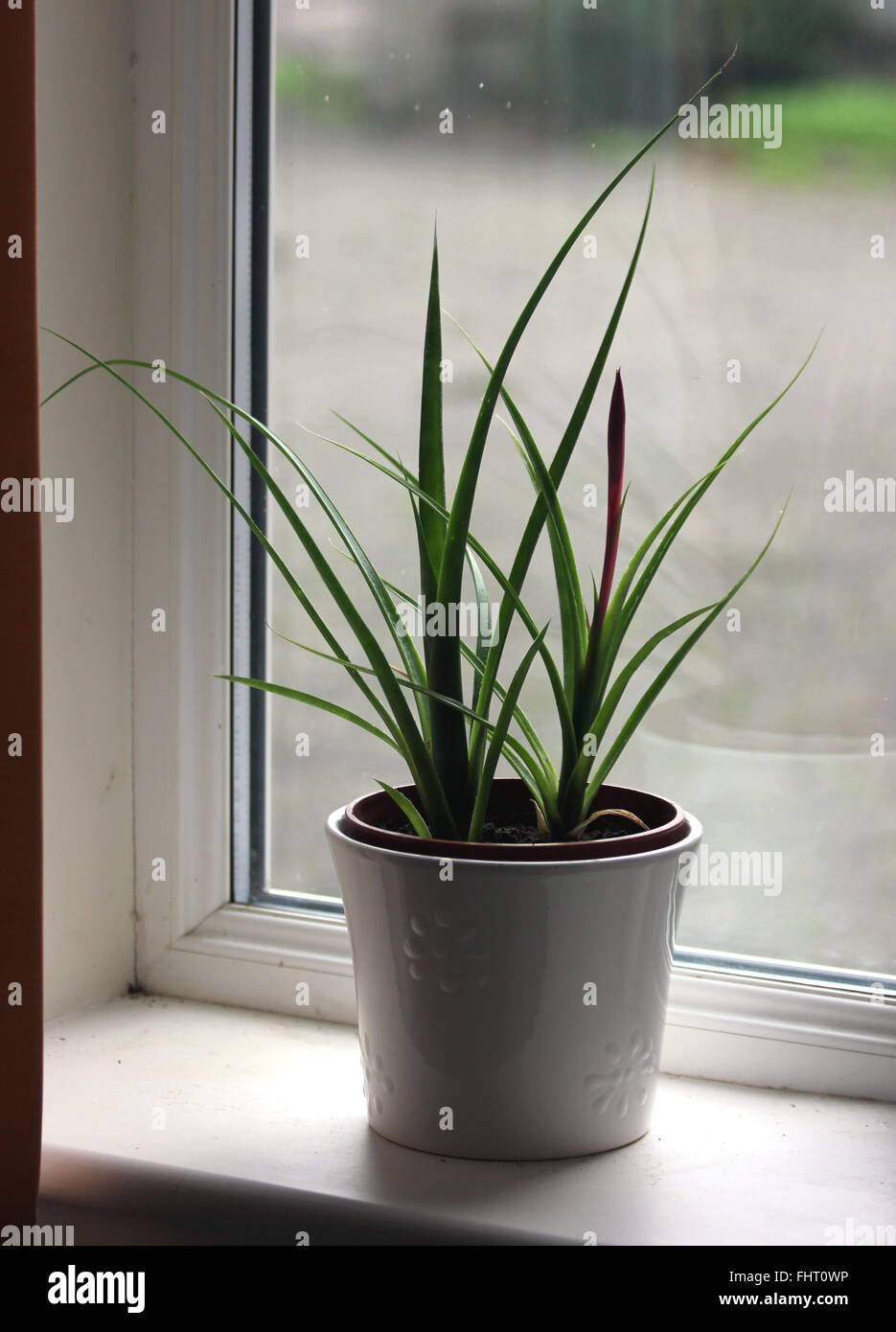 Queen's tears (Billbergia nutans) plant in a white ceramic pot on a windowsill with an unopen flower spike Stock Photo