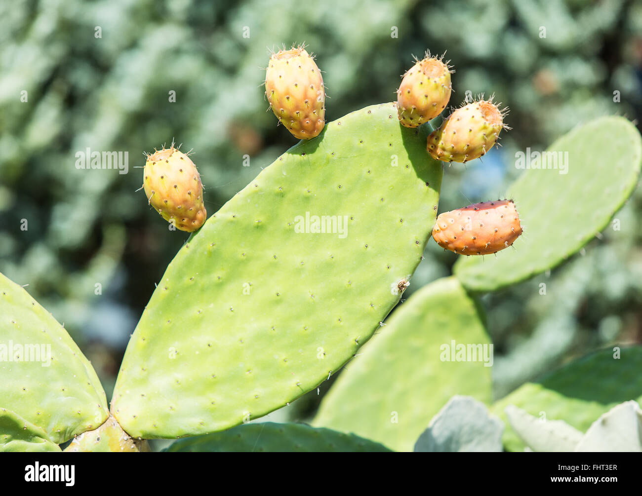 Green prickly cactus leaves. Close up. Stock Photo