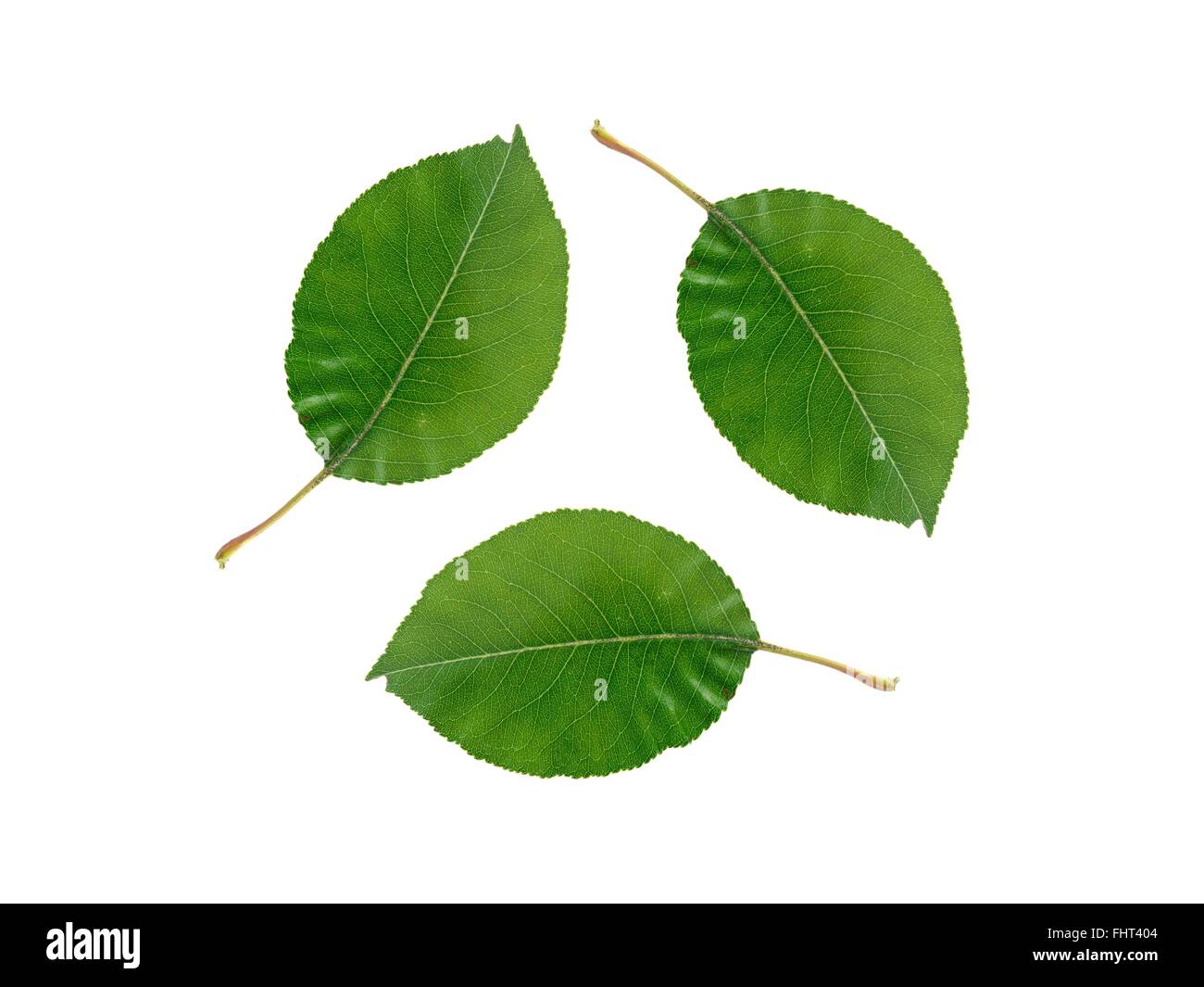 A recycle symbol with green leaves on white Stock Photo - Alamy