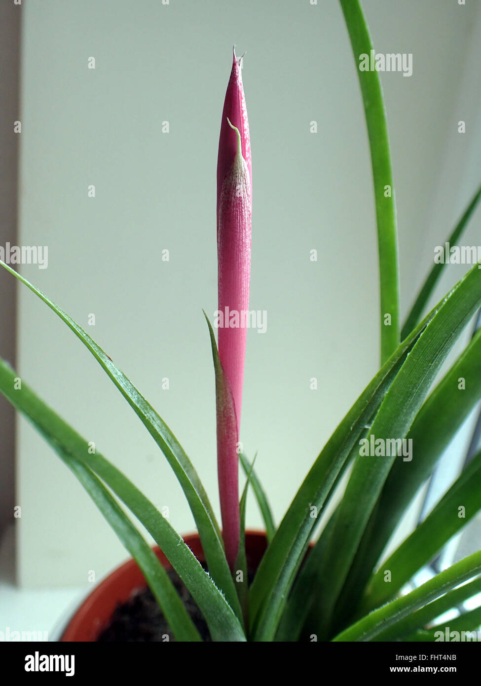 Queen's tears (Billbergia nutans) plant with close up of unopened flower spike, against a cream wall Stock Photo