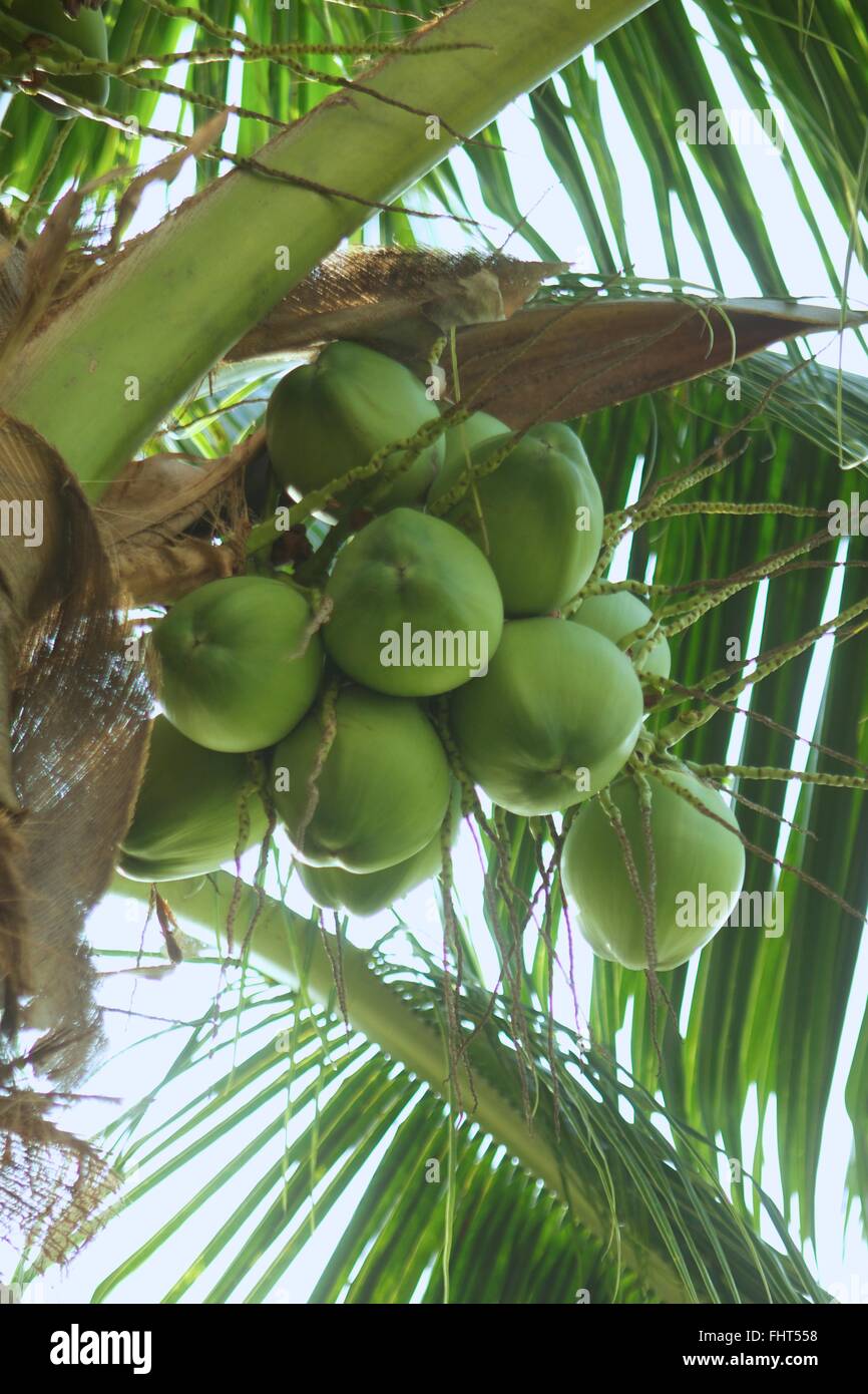 An image of troptical vegetation up close Stock Photo