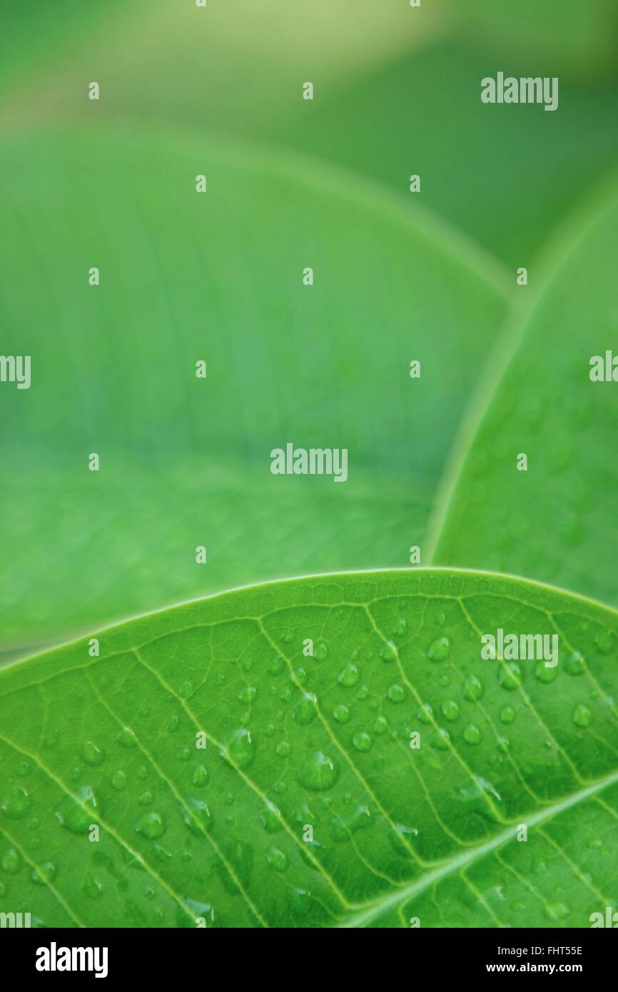 An image of troptical vegetation up close Stock Photo