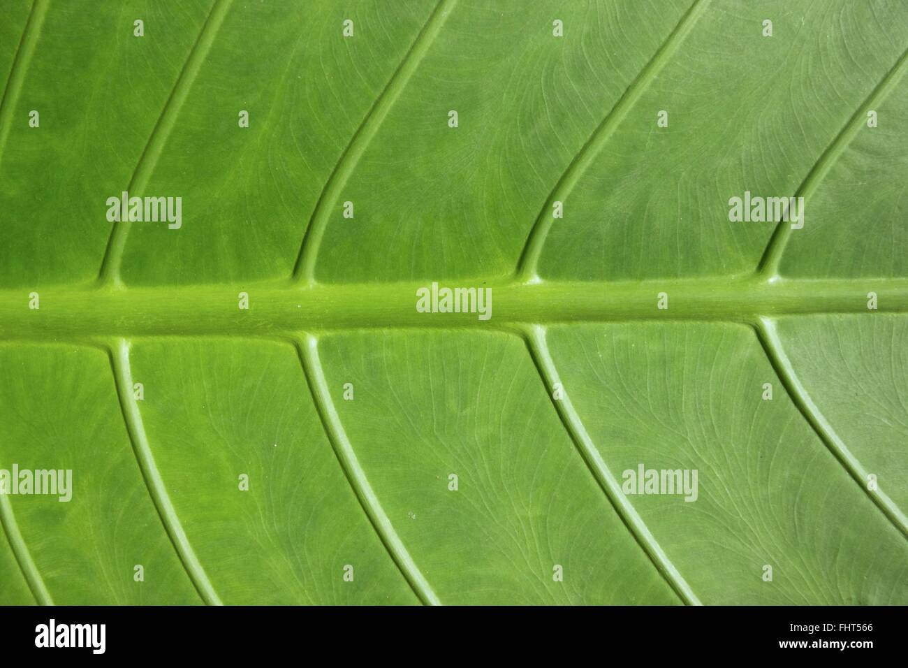 An image of troptical vegetation up close Stock Photo